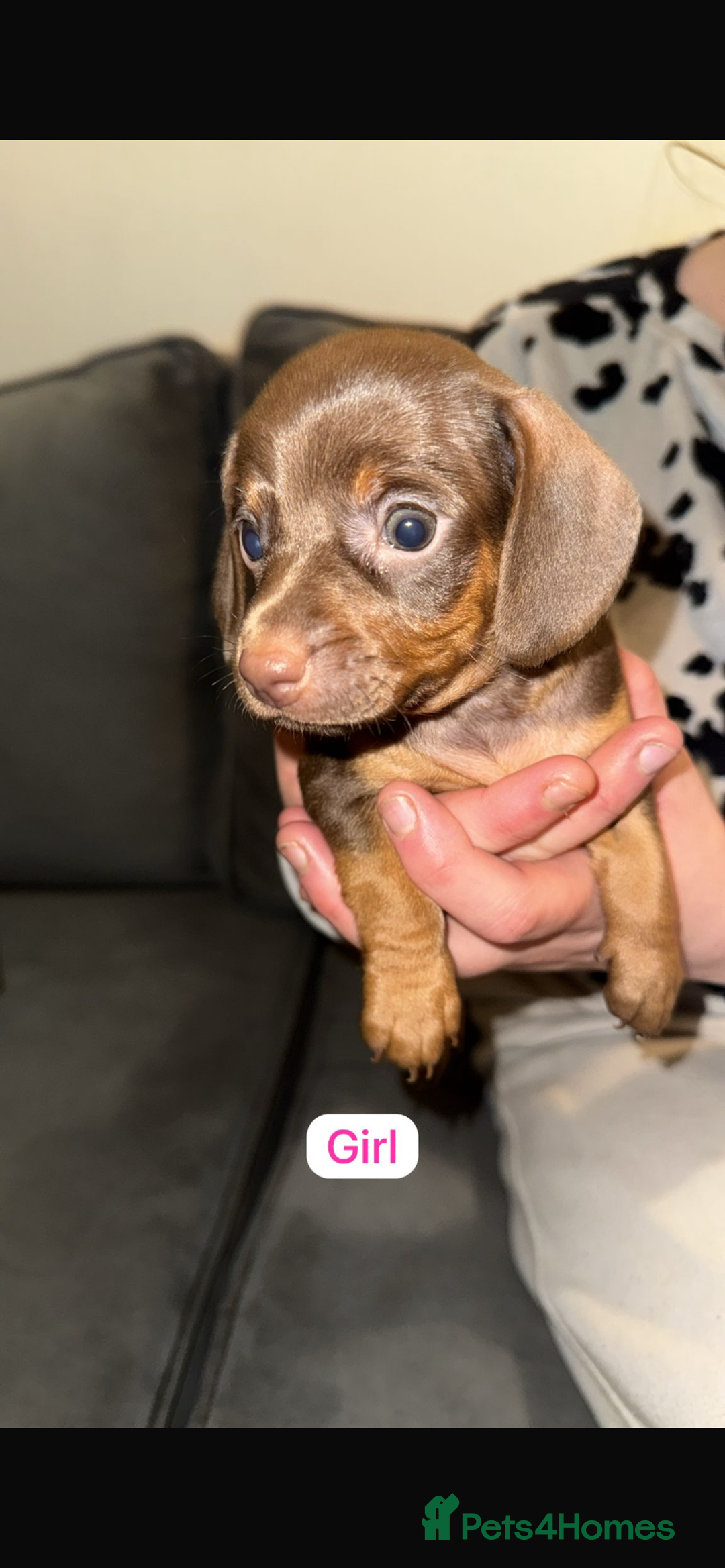 Dachshund dogs for sale: 6 beautiful Dachshund puppies for sale - Image 5