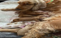 Cocker Spaniel dogs for stud: Show Cocker At Stud Highly Health Tested in Sandbach - Image 10