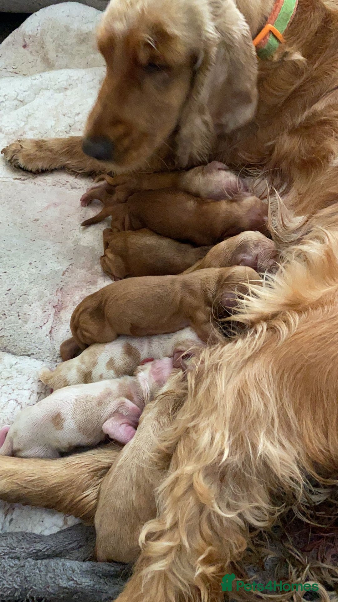 Cocker Spaniel dogs for stud: Show Cocker At Stud Highly Health Tested in Sandbach - Image 10