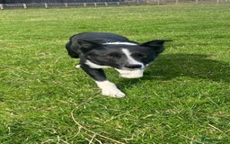 Border Collie dogs for sale: Lovley border collie - Image 2