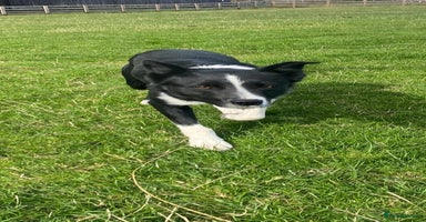 Border Collie dogs - Advert 14