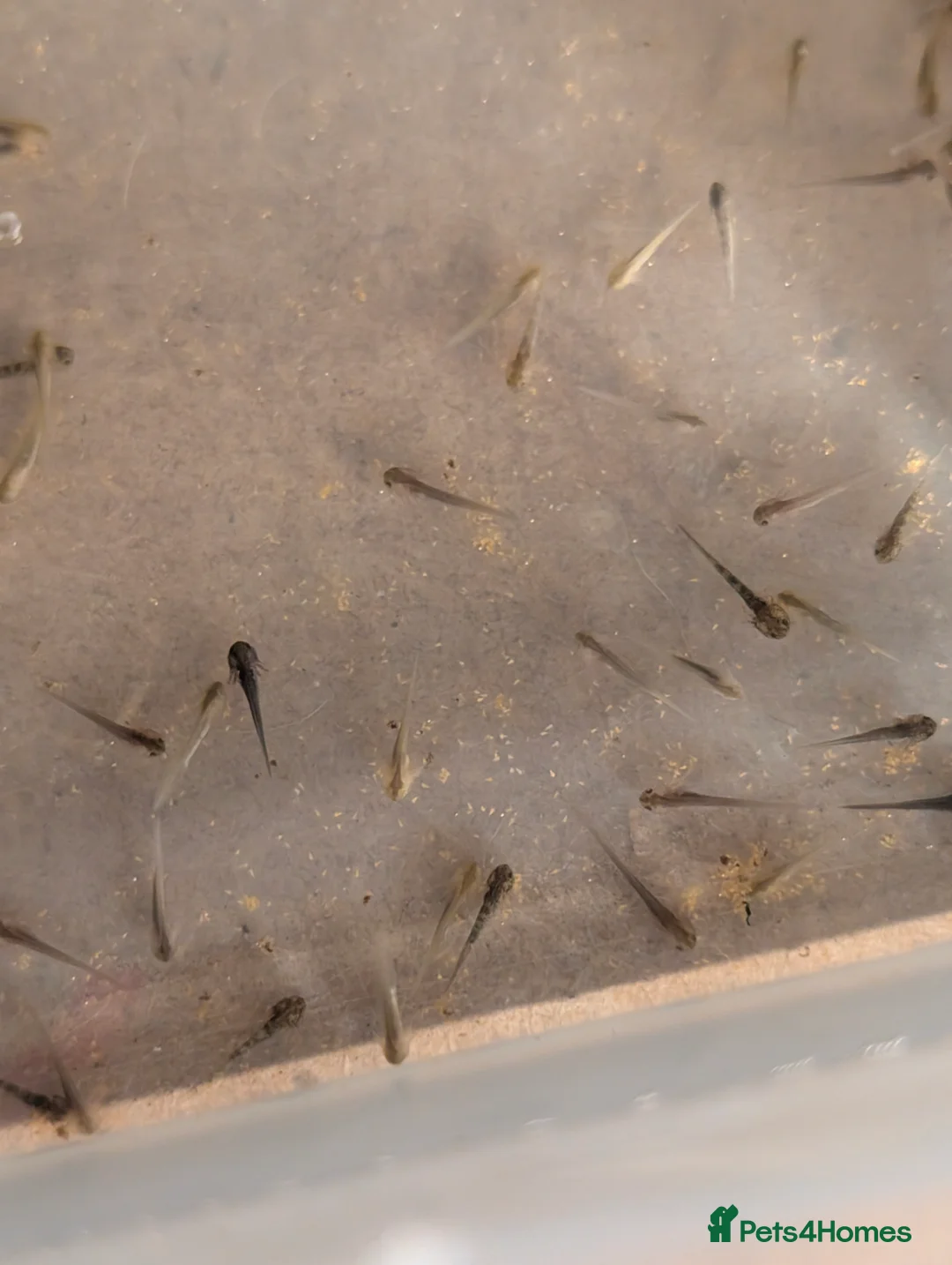 Axolotl reptiles for sale: Axolotl hatchlings and eggs - Advert 10