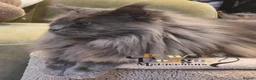 Maine Coon cats for sale: Top quality Mainecoon girls..Tica reg  - Advert 1