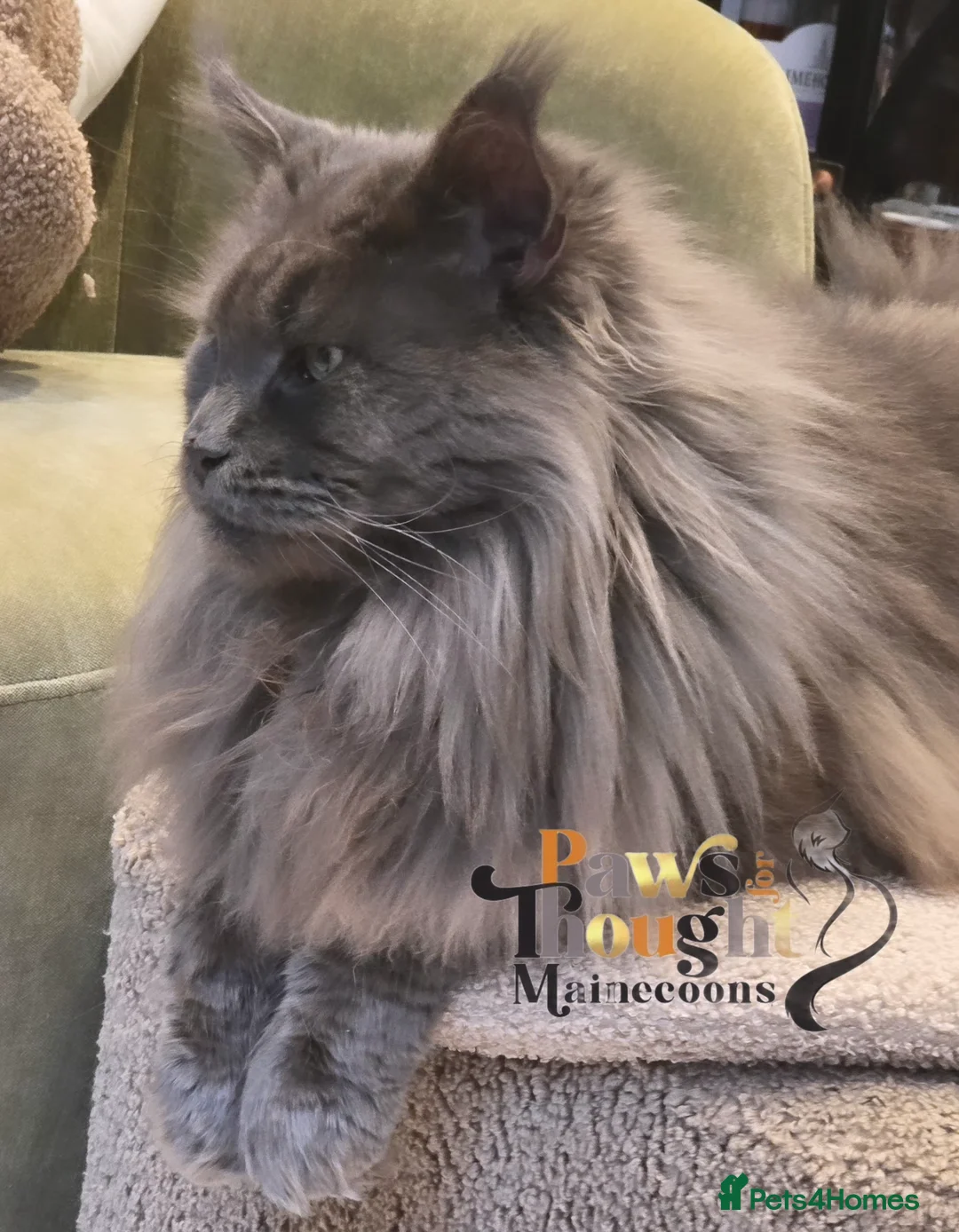 Maine Coon cats for sale: Top quality Mainecoon girls..Tica reg  - Advert 1