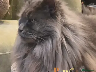 Maine Coon cats Top quality Mainecoon girls..Tica reg - Advert 4