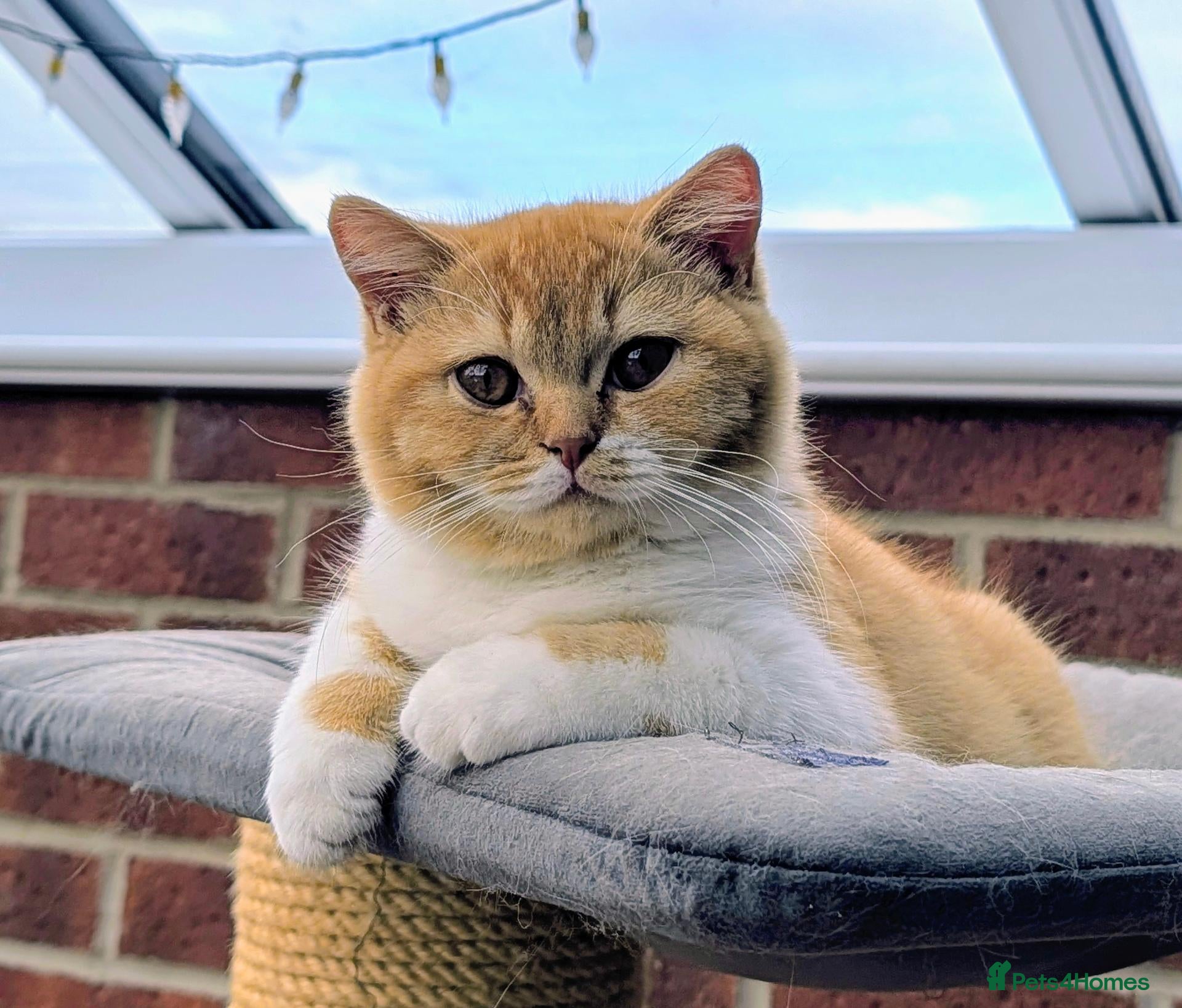 British Shorthair cats 💖👍 Ready Now👍BSH Boy And Girl😻 - Advert 1