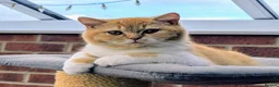 British Shorthair cats for sale: 💖👍 Ready Now👍BSH Boy And Girl😻 - Advert 1