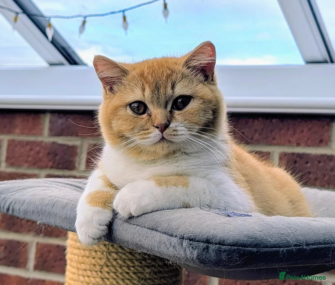 British Shorthair cats for sale: 💖👍 Ready Now👍BSH Boy And Girl😻 - Advert 1