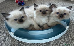 Ragdoll cats for sale: GCCF Ragdoll boy kittens - Advert 4
