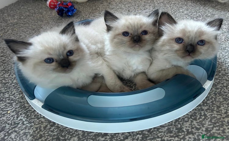Ragdoll cats GCCF Ragdoll seal kittens, only 2 boys left - Advert 2