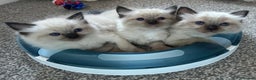 Ragdoll cats for sale: GCCF Ragdoll seal kittens, only 2 boys left - Advert 22