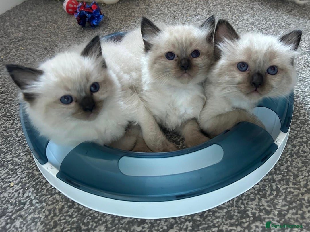 Ragdoll cats for sale: GCCF Ragdoll boy kittens - Advert 4