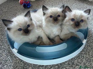 Ragdoll cats GCCF Ragdoll seal kittens, only 2 boys left - Advert 1