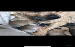 Mixed Breed dogs for sale: Pomeranian x jack russel puppies  - Image 9