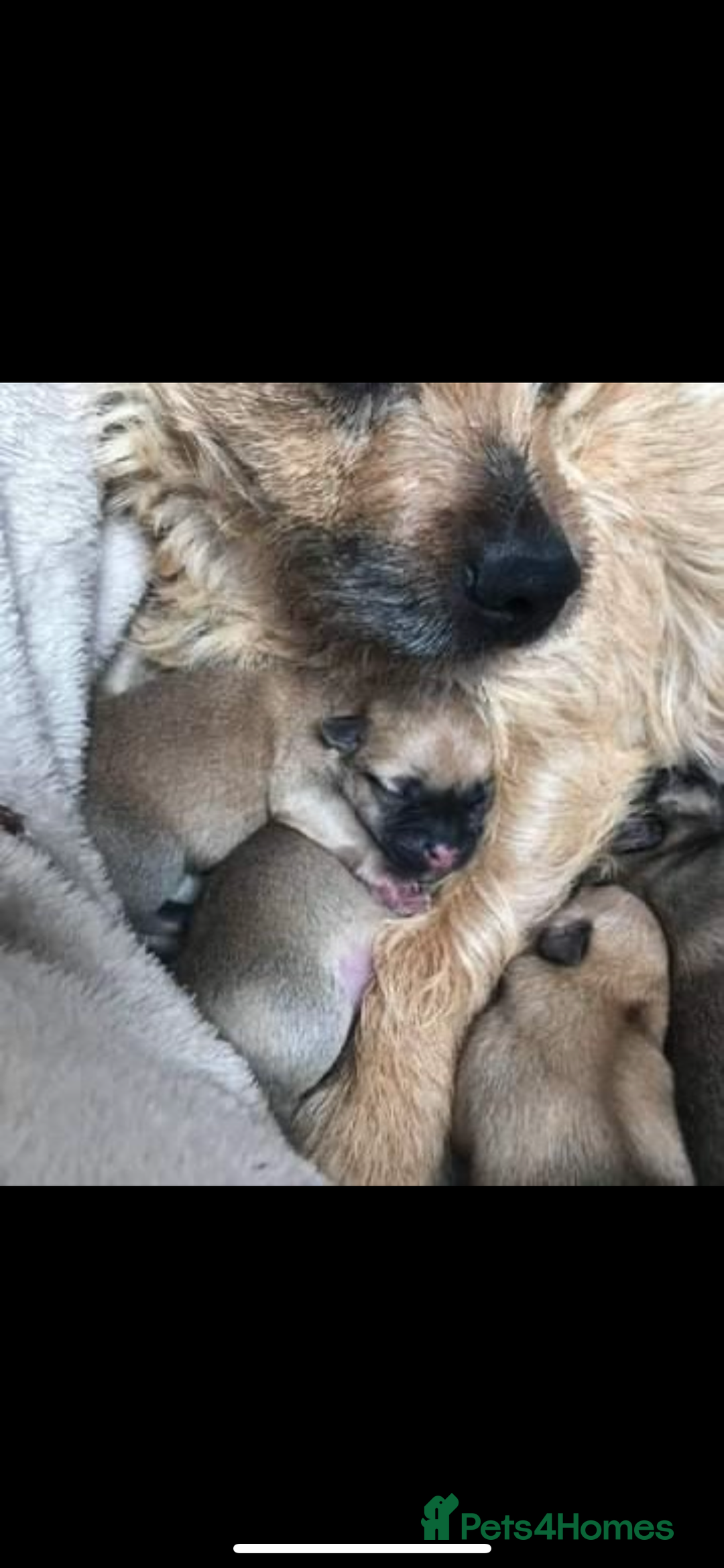 Mixed Breed dogs for sale: Pomeranian x jack russel puppies  - Image 9