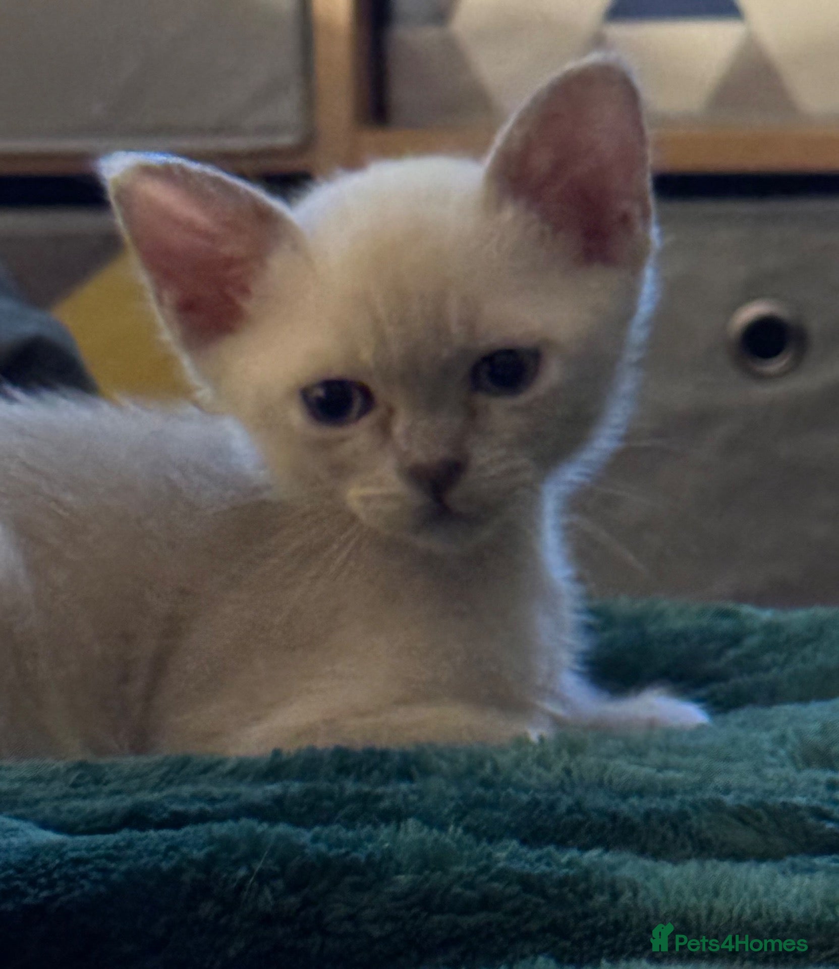 Burmese cats for sale: Gorgeous Playful Loving Burmese Kittens  - Advert 1