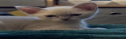 Burmese cats for sale: Gorgeous Playful Loving Burmese Kittens  - Advert 17