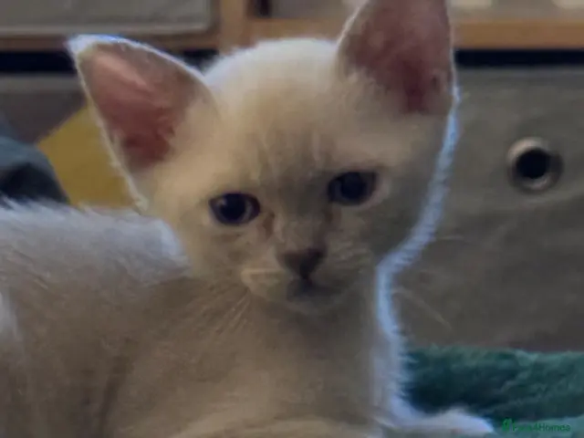 Burmese cats for sale: Gorgeous Playful Loving Burmese Kittens - Advert 1
