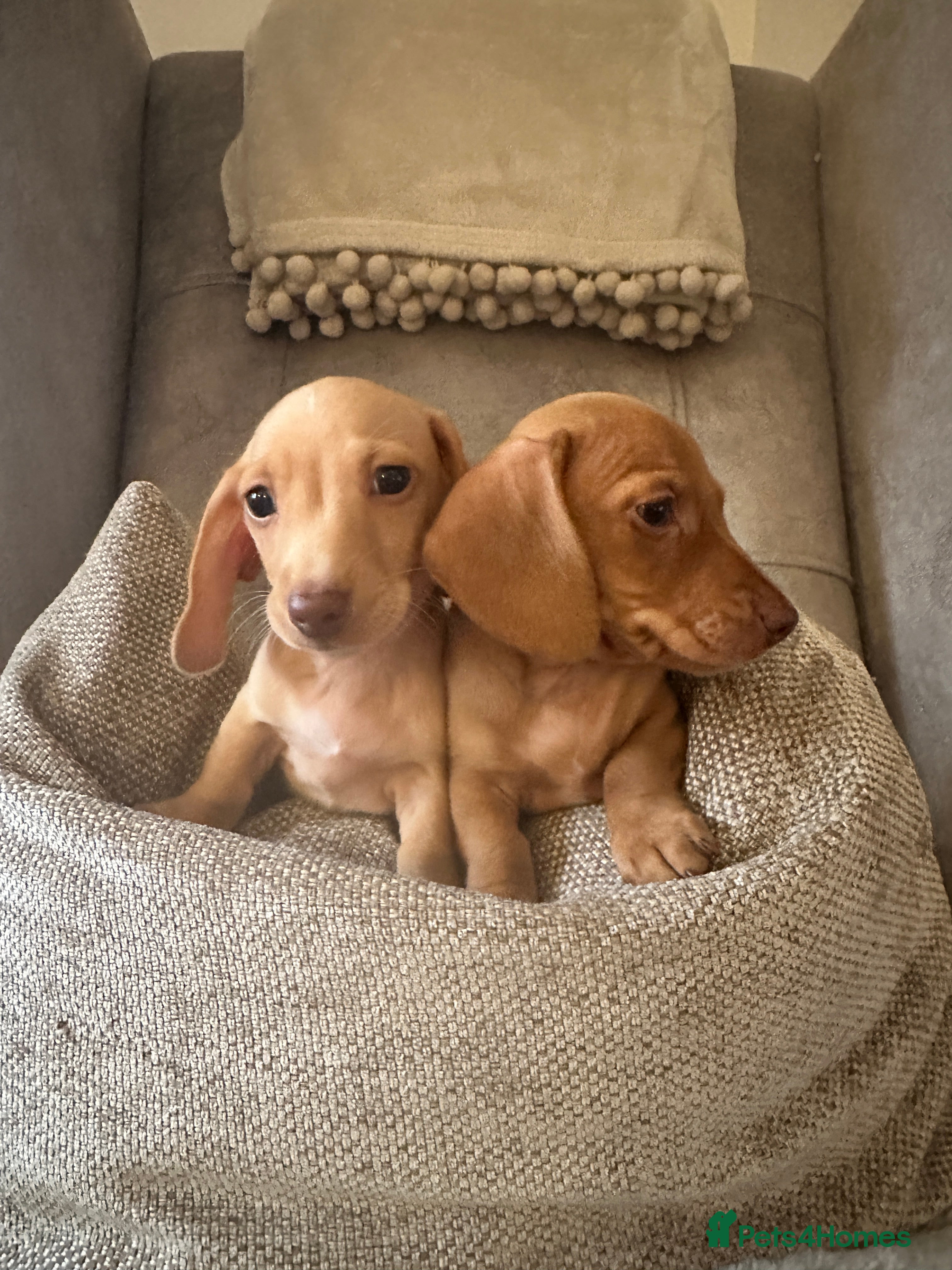 Miniature Dachshund dogs KC miniature dachshunds  - Advert 1