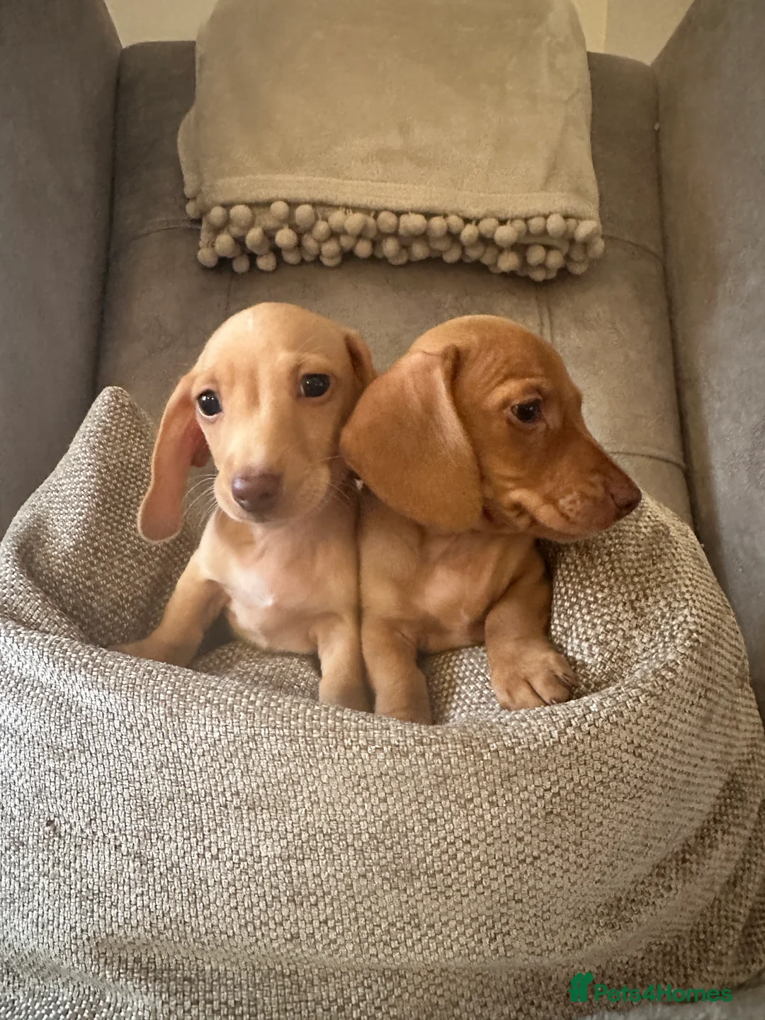 Miniature Dachshund dogs for sale: KC miniature dachshunds  - Advert 5