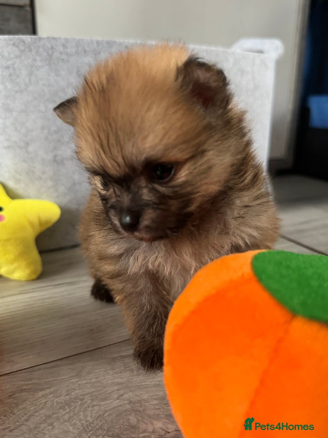 Pomeranian dogs for sale: KC registered Pomeranian puppies - Image 18