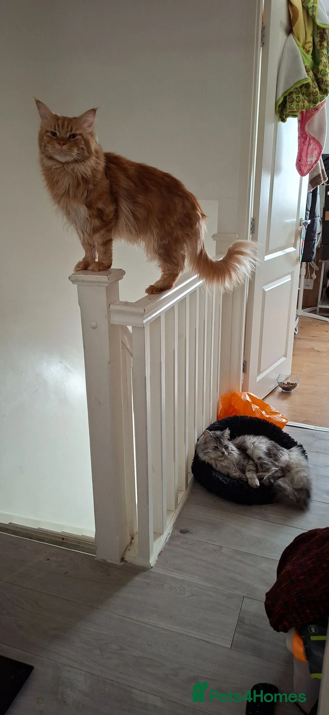 Maine Coon cats for sale: 2 male maine coons in Manchester - Advert 1