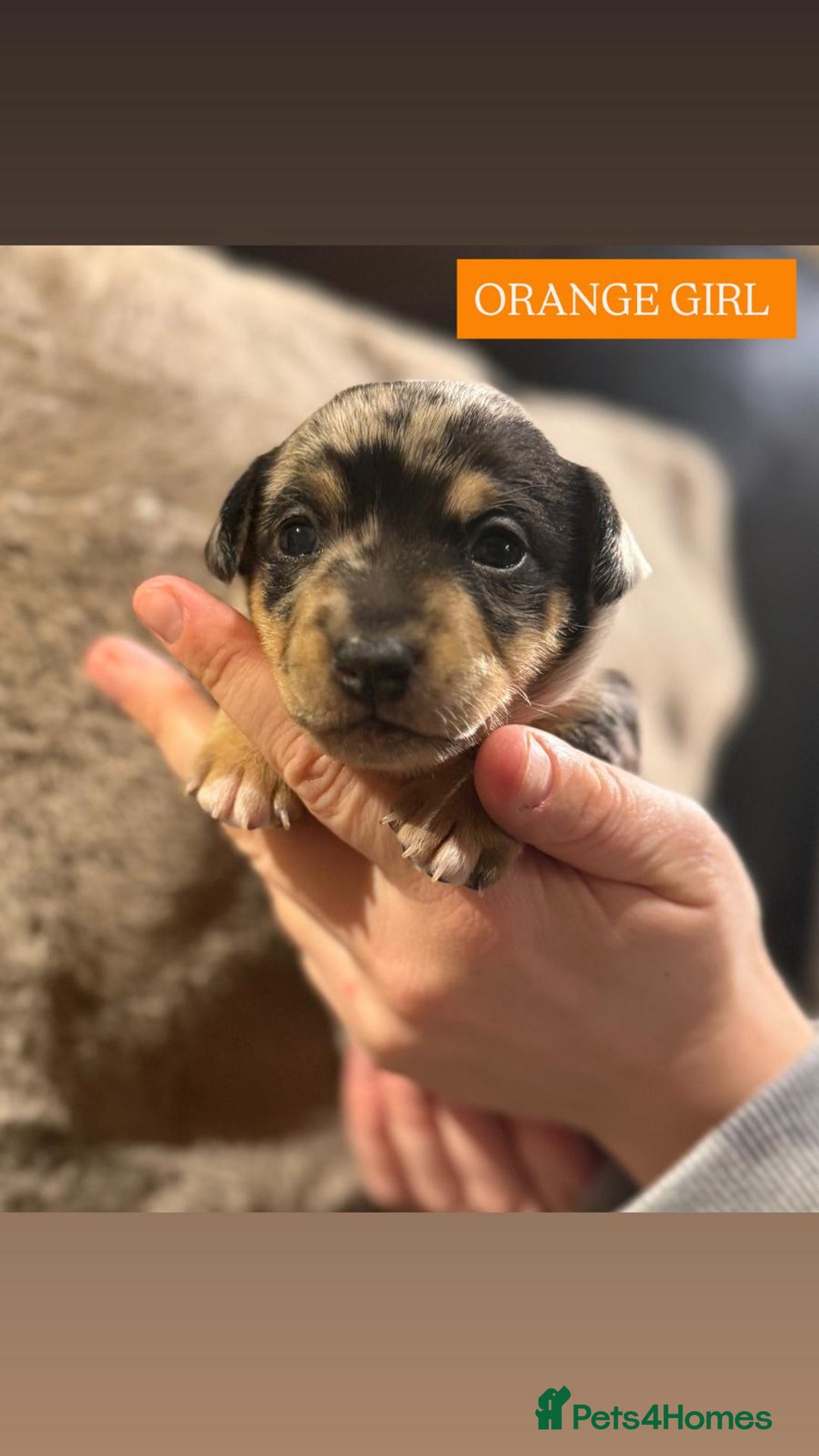 Jack Russell dogs for sale: Pure Breed special colour Jack Russells  - Advert 18