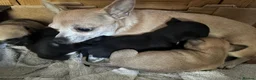 Chihuahua dogs for sale: Stunning short haired chihuahua pups - Advert 4
