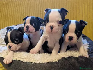 Boston Terrier dogs Adorable KC reg Boston Puppies - Advert 1