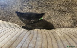 British Shorthair cats for sale: 4 beautiful fluffy kittens 4 weeks old  - Image 5