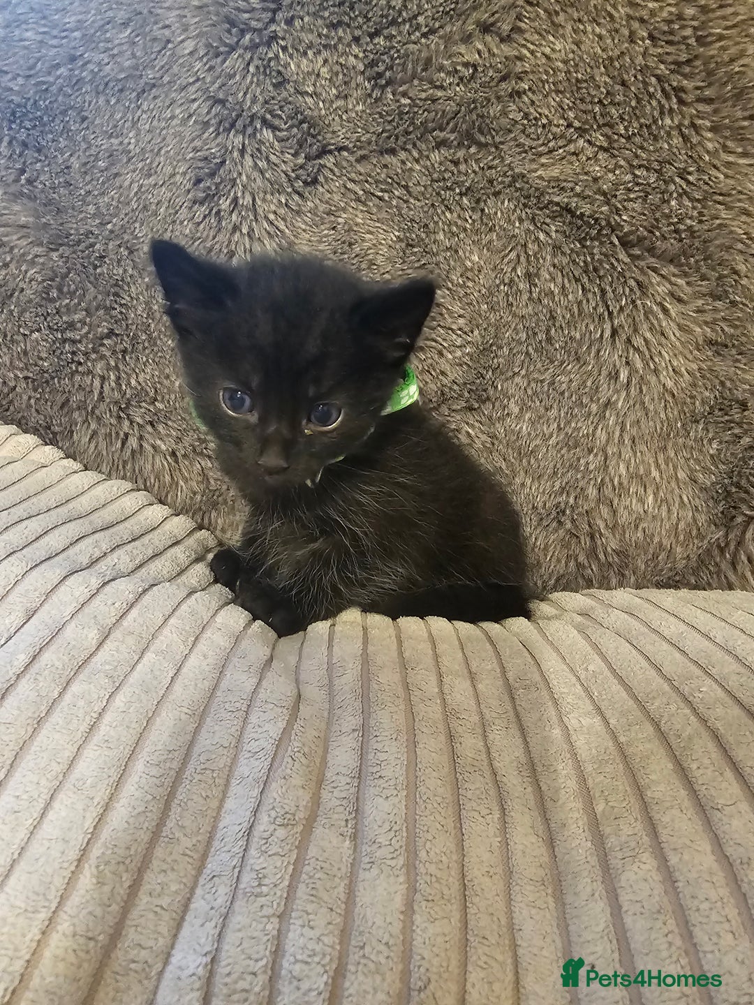 British Shorthair cats for sale: 4 beautiful fluffy kittens 4 weeks old  - Image 5