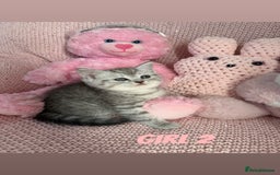 British Shorthair cats for sale: *stunning* silver tabby British short haired  - Image 8