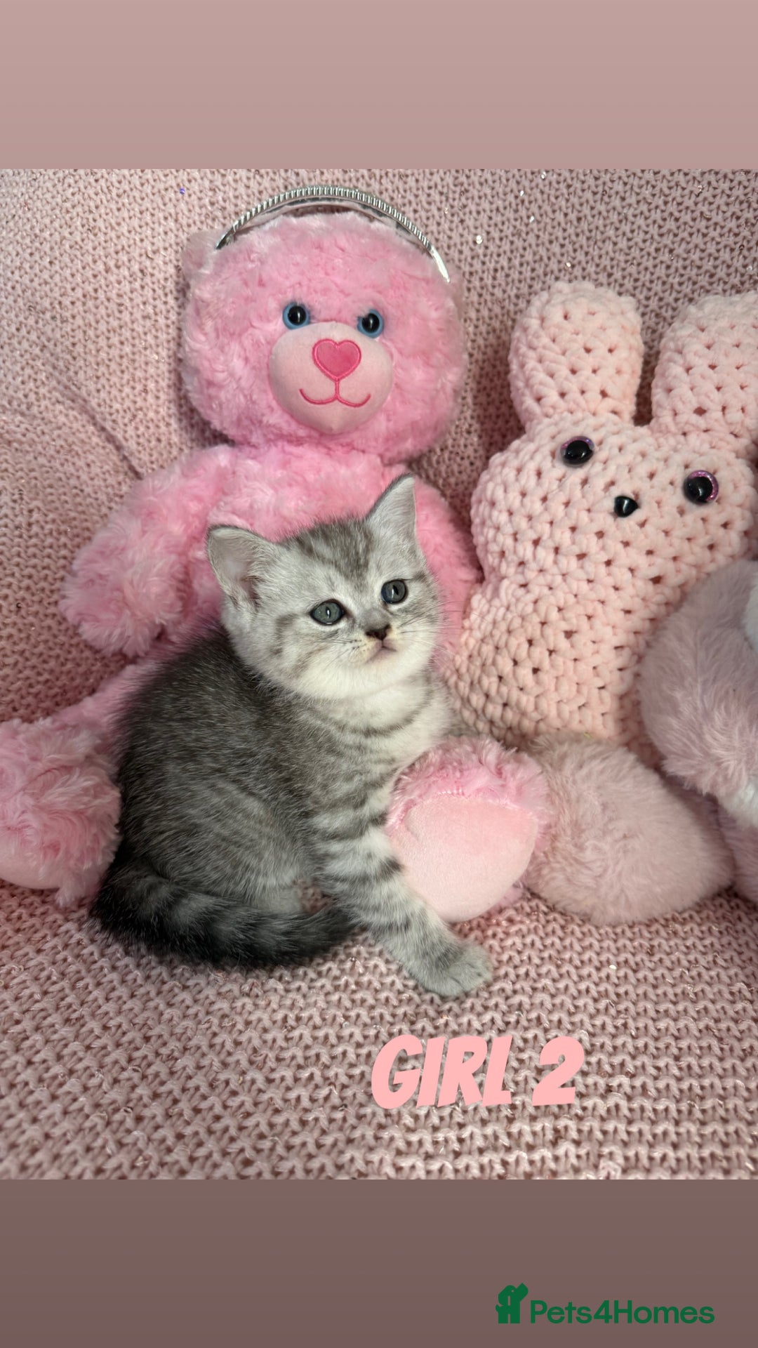 British Shorthair cats for sale: *stunning* silver tabby British short haired  - Image 8