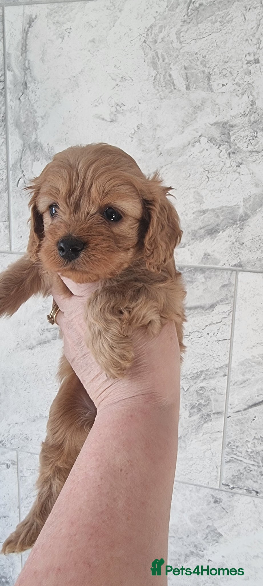 Cavapoo dogs Toy f1 cavapoos READY NOW  REDUCED  - Advert 10