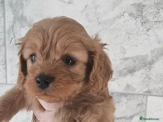 Cavapoo dogs Toy f1 cavapoos READY NOW REDUCED - Advert 8