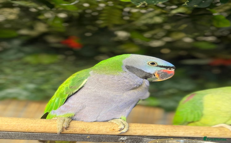Parakeets birds - Advert 4