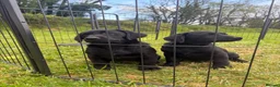 Labrador Retriever dogs for sale: 2 boys left Kc registered Labrador puppies   - Advert 9