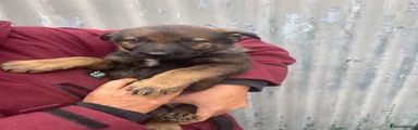 German Shepherd 6
