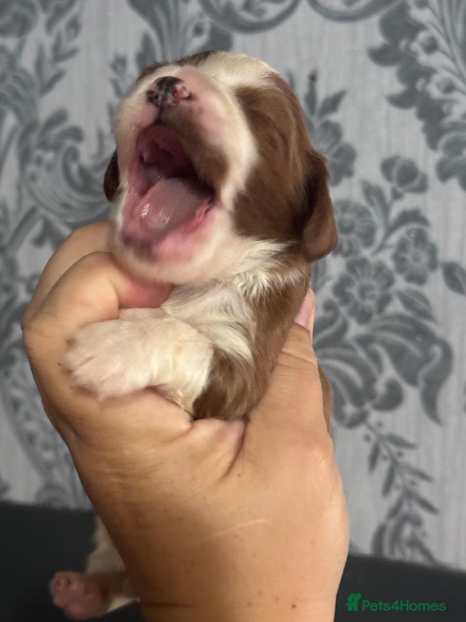 Cavapoo dogs Stunning Cavapoo puppies including party colours  - Advert 16