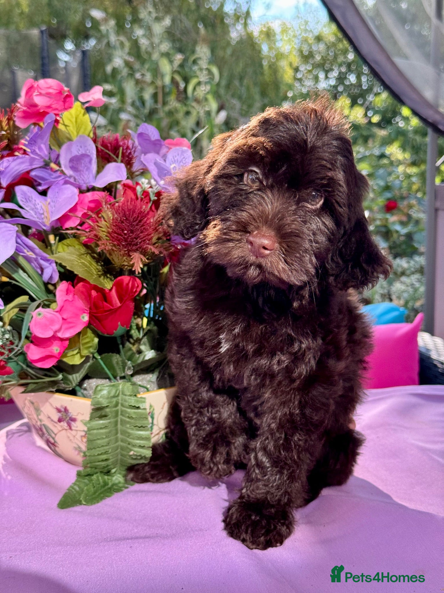 Cockapoo dogs 1 gorgeous dark chocolate  f1 Cockerpoo puppy  - Advert 2