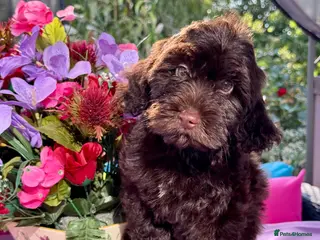Cockapoo dogs 1 gorgeous dark chocolate f1 Cockerpoo puppy - Advert 2