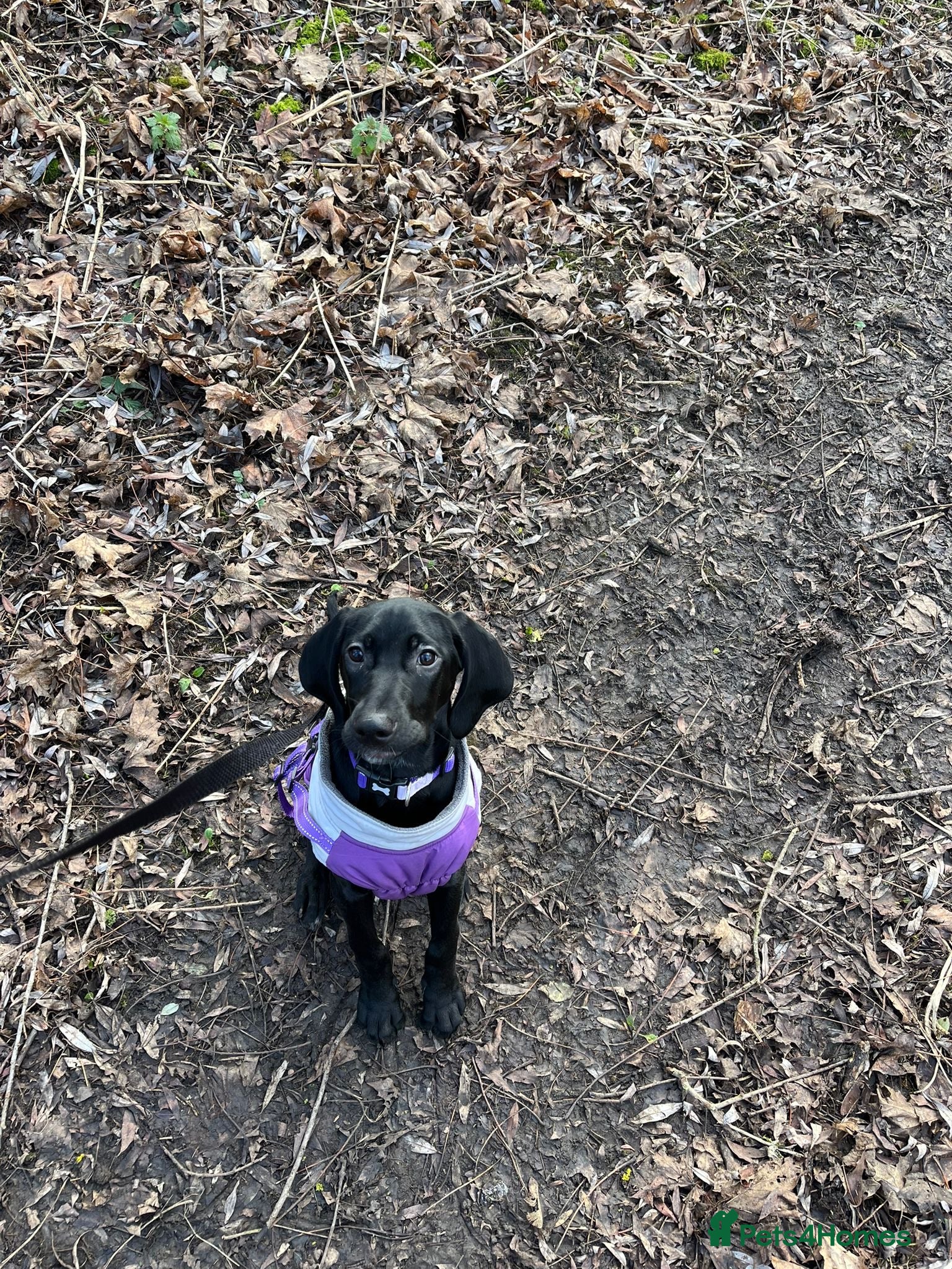 Mixed Breed dogs 15-week-old GSP x Vizsla puppy REHOME - Advert 2