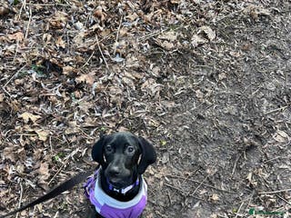 Mixed Breed dogs 15-week-old GSP x Vizsla puppy REHOME - Advert 3