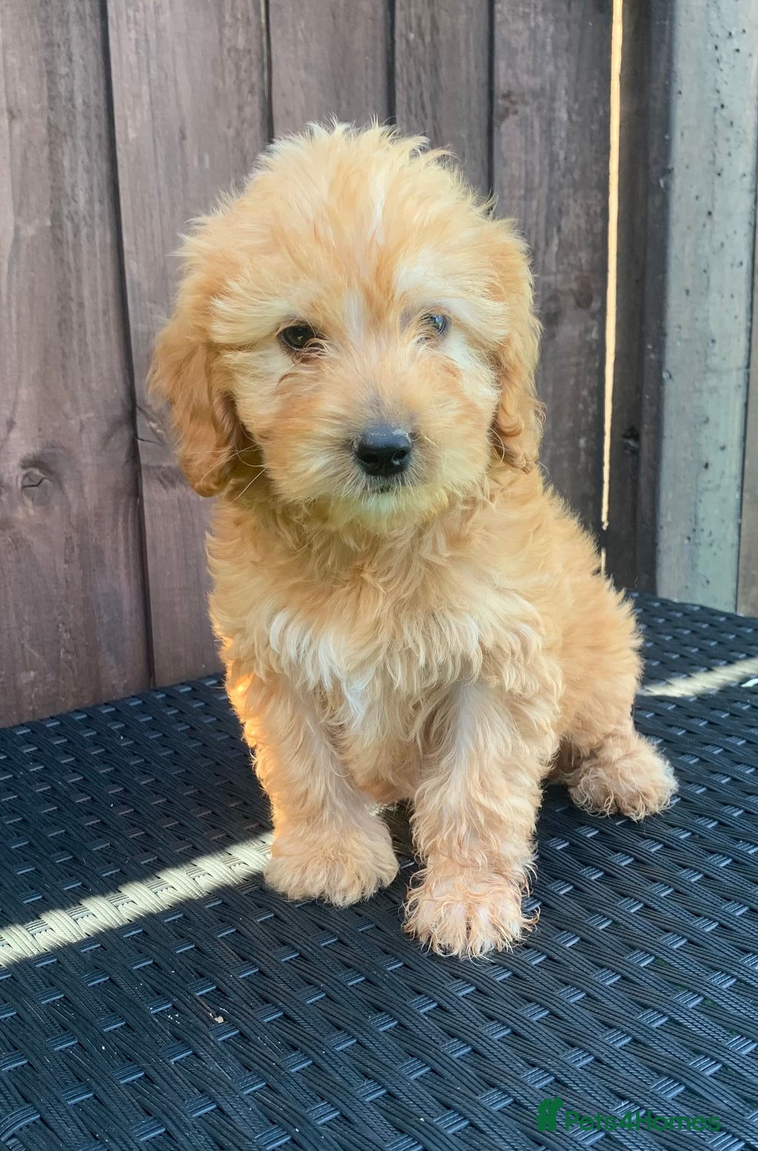 Cockapoo dogs for sale: 1 boy available F1 cockapoo puppy’s  - Image 1