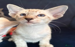 Siamese cats for sale: Siamese kittens - Image 6