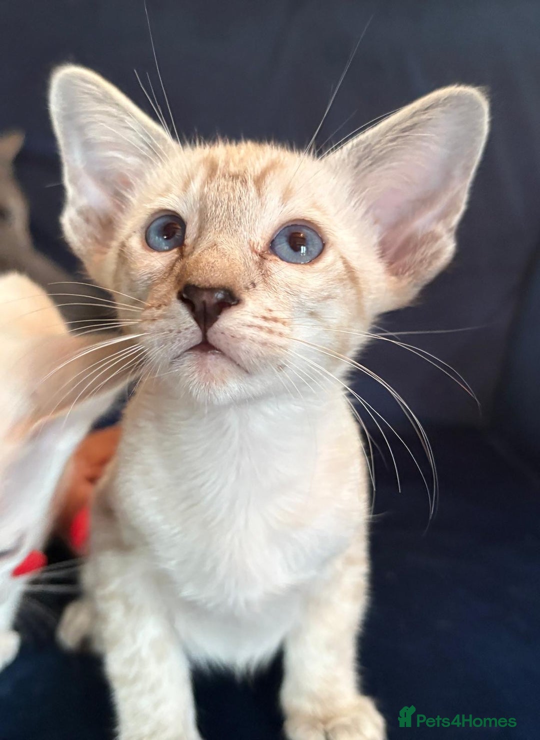 Siamese cats for sale: Siamese kittens - Image 6
