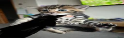 Mixed Breed cats for sale: Spiral tabby kittens 😍 in Hounslow - Advert 7