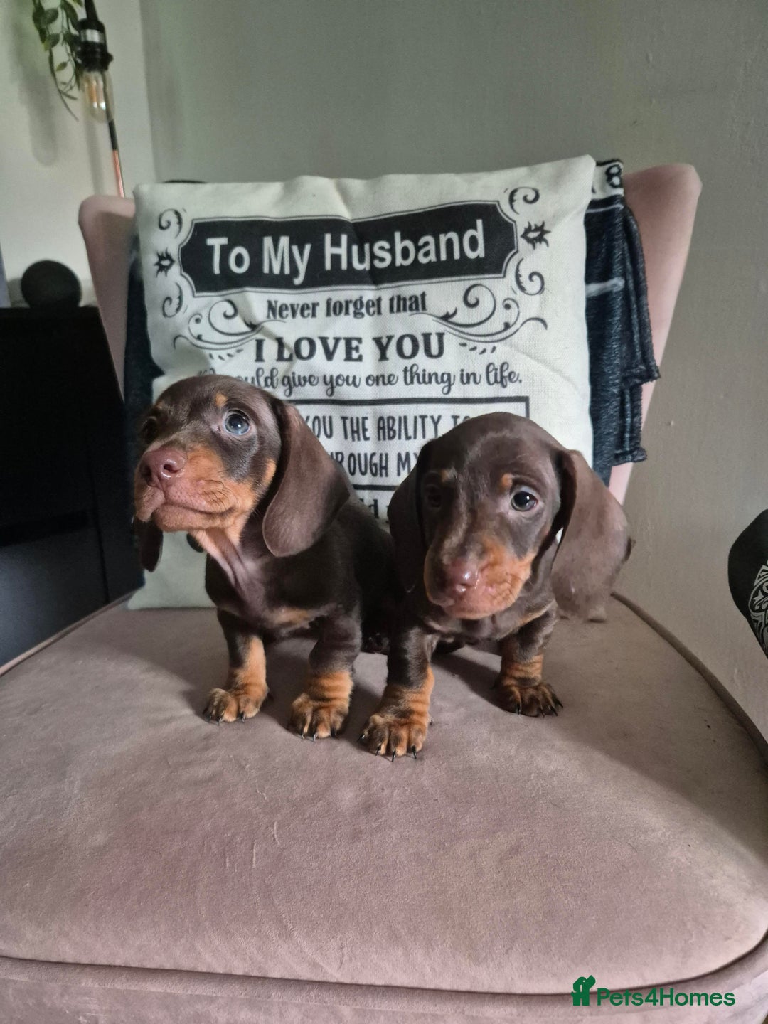 Miniature Dachshund dogs for sale: Miniature Dachshund Puppies for Sale to good home. in Oldham - Image 5
