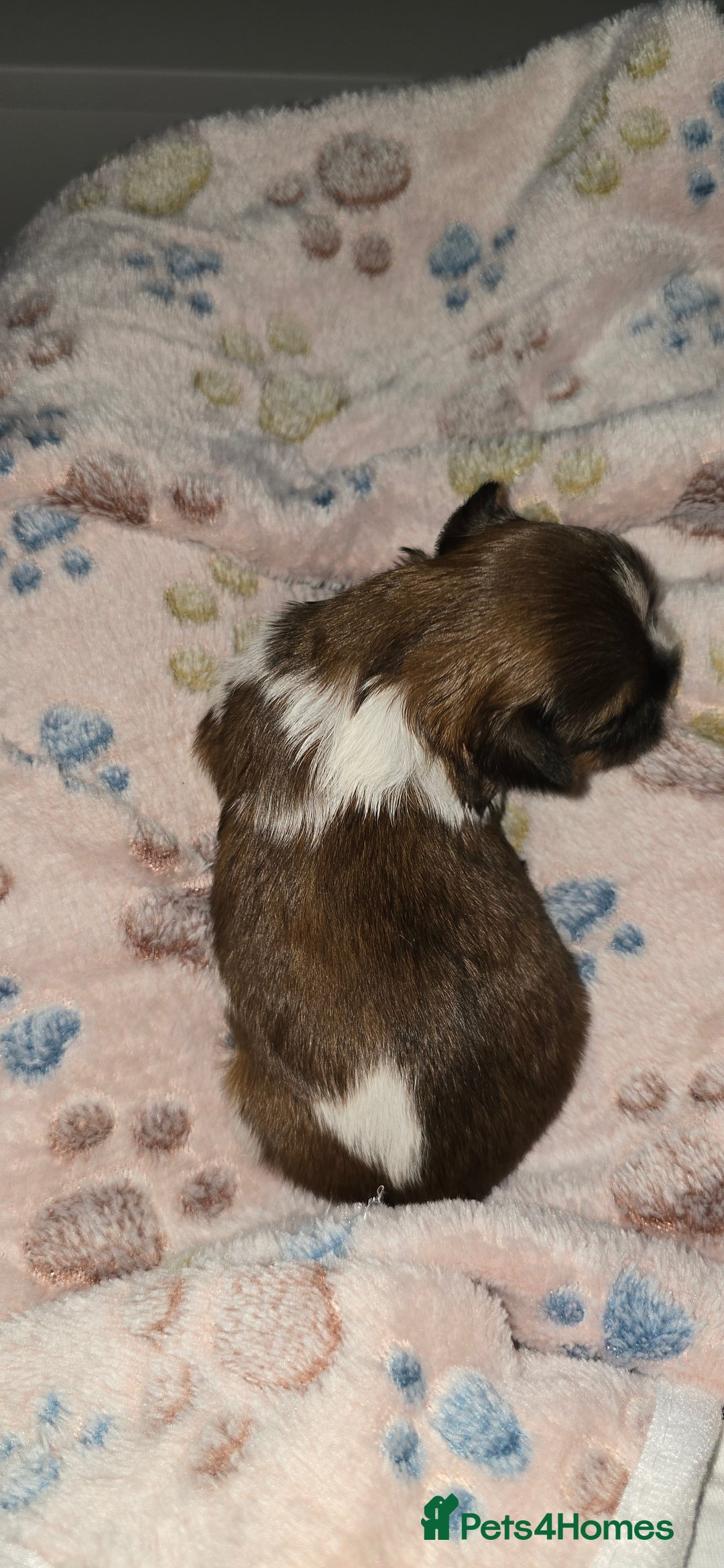 Shih Tzu dogs for sale: Puppies for reservation / sale  - Image 15