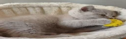 British Shorthair cats for sale: Ready to leave🐈‍⬛ - Advert 4